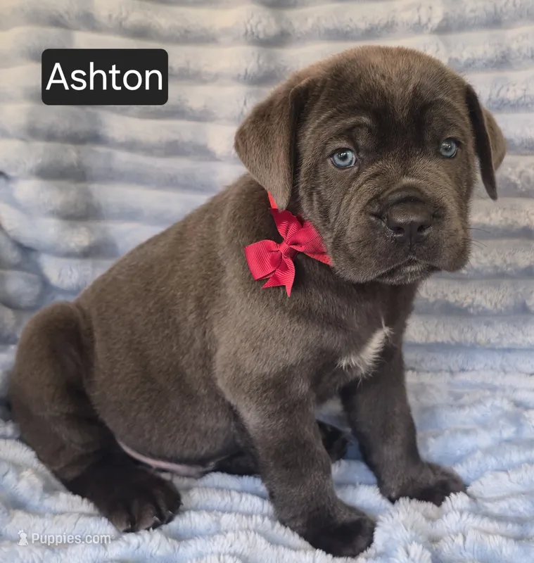 Ashton – Cane Corso puppy for sale in Mineral Wells, WV