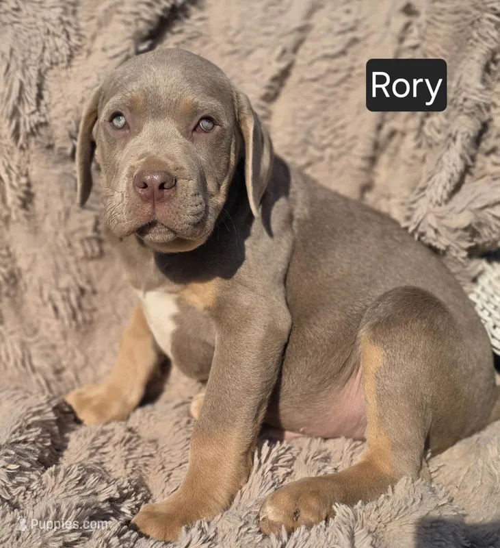 Rory – Cane Corso puppy for sale in Mineral Wells, WV
