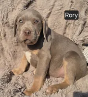Rory, a male Cane Corso for sale in Mineral Wells, WV – Photo 1 of 3