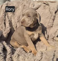 Rory, a male Cane Corso for sale in Mineral Wells, WV – Photo 2 of 3