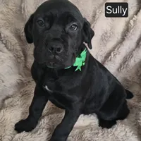 Sully, a male Cane Corso for sale in Mineral Wells, WV – Photo 3 of 4