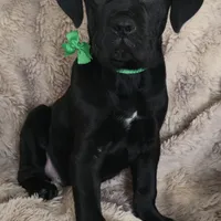 Sully, a male Cane Corso for sale in Mineral Wells, WV – Photo 2 of 4