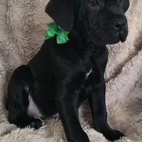 Sully, a male Cane Corso for sale in Mineral Wells, WV – Photo 4 of 4