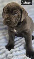 Ashton, a male Cane Corso for sale in Mineral Wells, WV – 5 of 9
