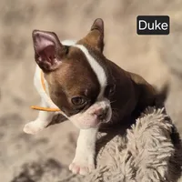 Duke WEEKEND SPECIAL $250 OFF, a male Boston Terrier for sale in Mineral Wells, WV – 3 of 3