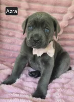 Azra, a female Cane Corso for sale in Mineral Wells, WV – 6 of 8