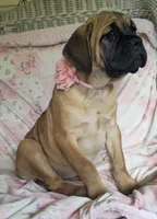 Abby, a female Cane Corso for sale in Mineral Wells, WV – 10 of 10