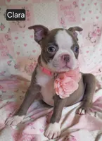 Clara, a female Boston Terrier for sale in Mineral Wells, WV – 5 of 10