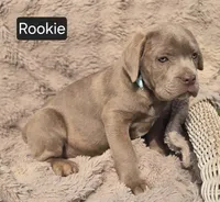 Rookie, a male Cane Corso for sale in Mineral Wells, WV – Photo 3 of 4