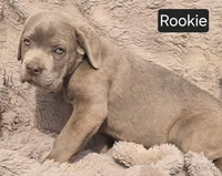 Rookie, a male Cane Corso for sale in Mineral Wells, WV – Photo 4 of 4