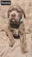 Rookie, a male Cane Corso for sale in Mineral Wells, WV – Photo 2 of 4