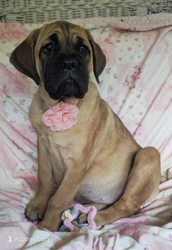 Abby – Cane Corso puppy for sale in Mineral Wells, WV