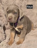 Raya, a female Cane Corso for sale in Mineral Wells, WV – Photo 3 of 7