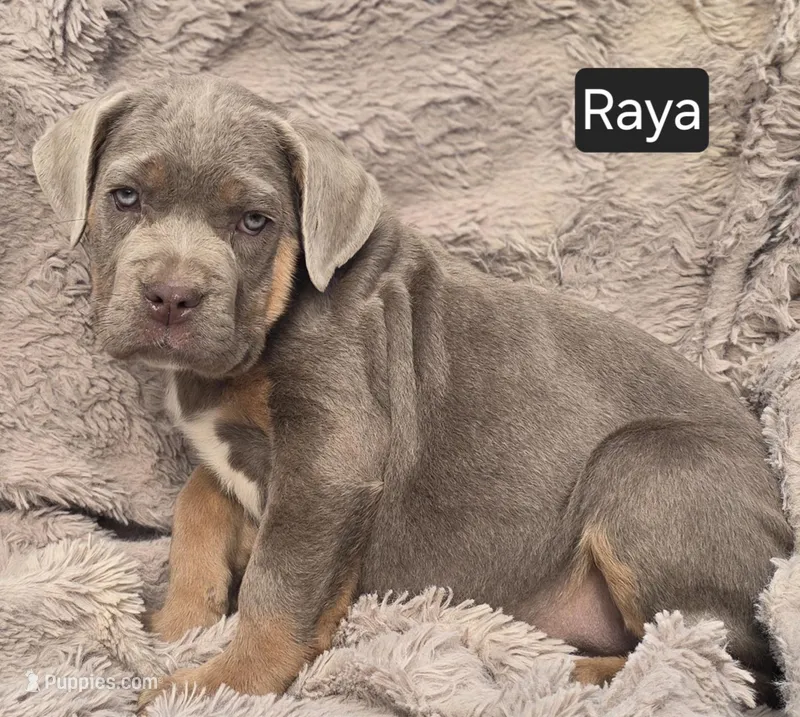 Raya, a female Cane Corso for sale in Mineral Wells, WV – Photo 1 of 7