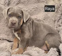 Raya, a female Cane Corso for sale in Mineral Wells, WV – Photo 1 of 7