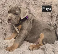 Raya, a female Cane Corso for sale in Mineral Wells, WV – Photo 4 of 7