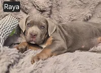 Raya, a female Cane Corso for sale in Mineral Wells, WV – Photo 5 of 7