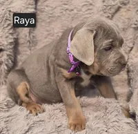 Raya, a female Cane Corso for sale in Mineral Wells, WV – Photo 2 of 7