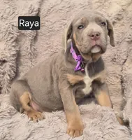 Raya, a female Cane Corso for sale in Mineral Wells, WV – Photo 7 of 7