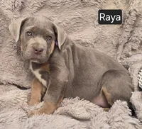 Raya, a female Cane Corso for sale in Mineral Wells, WV – Photo 6 of 7