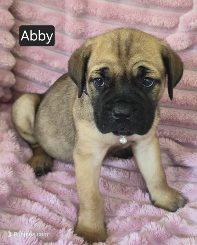 Abby – Cane Corso puppy for sale in Mineral Wells, WV