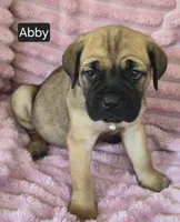 Abby, a female Cane Corso for sale in Mineral Wells, WV – 1 of 10