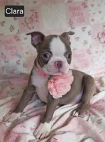 Clara, a female Boston Terrier for sale in Mineral Wells, WV – 8 of 10