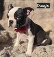 Douggie WEEKEND SPECIAL $250 OFF, a male Boston Terrier for sale in Mineral Wells, WV – 2 of 3