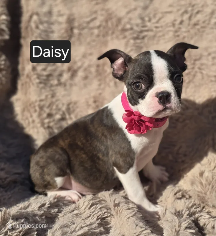 Daisy WEEKEND SPECIAL $250 OFF – Boston Terrier puppy for sale in Mineral Wells, WV