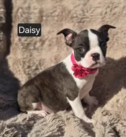 Daisy WEEKEND SPECIAL $250 OFF, a female Boston Terrier for sale in Mineral Wells, WV – 1 of 3