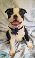 Chance, a male Boston Terrier for sale in Mineral Wells, WV – 10 of 10