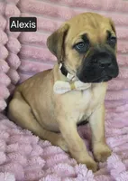 Alexis, a female Cane Corso for sale in Mineral Wells, WV – 6 of 8