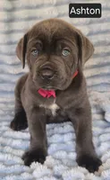 Ashton, a male Cane Corso for sale in Mineral Wells, WV – 2 of 9