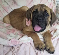 Abby, a female Cane Corso for sale in Mineral Wells, WV – 7 of 10