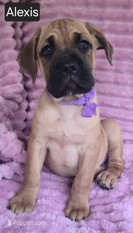 Alexis – Cane Corso puppy for sale in Mineral Wells, WV