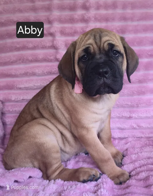 Abby – Cane Corso puppy for sale in Mineral Wells, WV