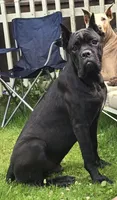 Anubis, a male Cane Corso for sale in Mineral Wells, WV – 2 of 2