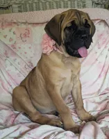 Abby, a female Cane Corso for sale in Mineral Wells, WV – 8 of 10