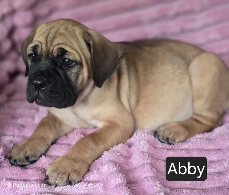Abby – Cane Corso puppy for sale in Mineral Wells, WV