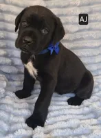 AJ, a male Cane Corso for sale in Mineral Wells, WV – 4 of 6