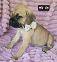 Alexis, a female Cane Corso for sale in Mineral Wells, WV – 8 of 8