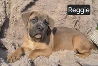 Reggie, a male Cane Corso for sale in Mineral Wells, WV – Photo 3 of 6