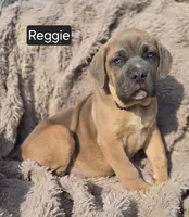 Reggie, a male Cane Corso for sale in Mineral Wells, WV – Photo 4 of 6