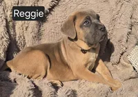 Reggie, a male Cane Corso for sale in Mineral Wells, WV – Photo 5 of 6