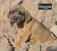 Reggie, a male Cane Corso for sale in Mineral Wells, WV – Photo 2 of 6