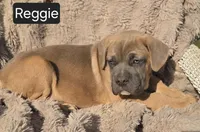 Reggie, a male Cane Corso for sale in Mineral Wells, WV – Photo 6 of 6
