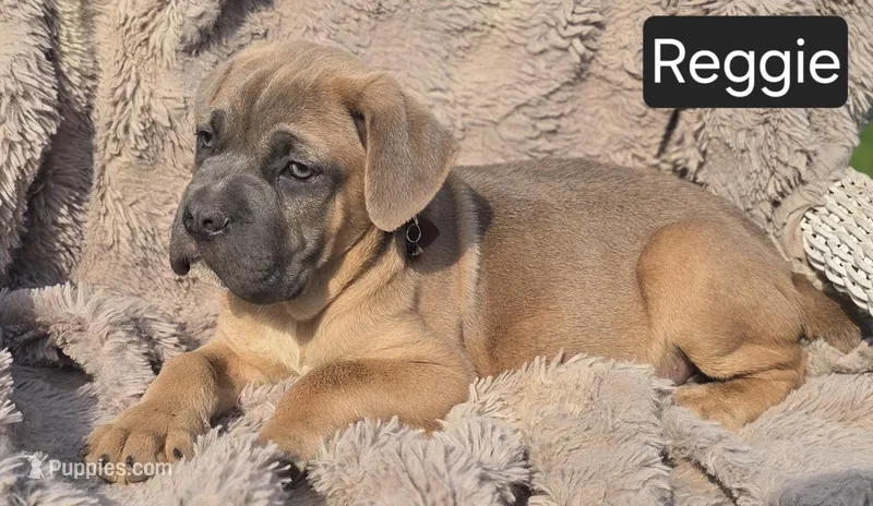 Reggie – Cane Corso puppy for sale in Mineral Wells, WV