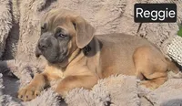 Reggie, a male Cane Corso for sale in Mineral Wells, WV – Photo 1 of 6