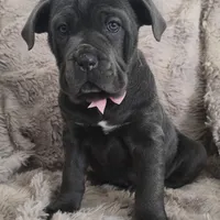 Celeste, a female Cane Corso for sale in Mineral Wells, WV – Photo 4 of 9