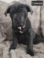 Celeste, a female Cane Corso for sale in Mineral Wells, WV – Photo 4 of 9